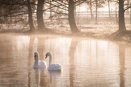 Swans at sunrise by Durk-jan Veenstra