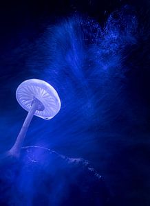 Champignon de porcelaine dans la tempête sur Danny Slijfer Natuurfotografie