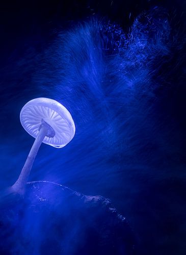 Champignon de porcelaine dans la tempête