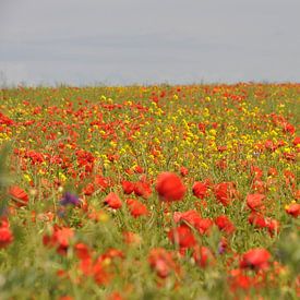 Wilde bloemenveld by Albert van Klinken