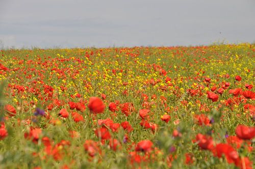 Wilde bloemenveld