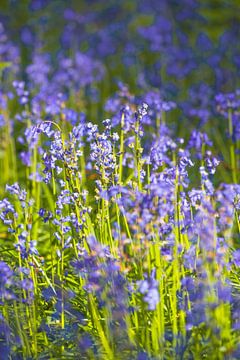 Blauglockenwald mit blühenden wilden Hyazinthen von Sjoerd van der Wal Fotografie