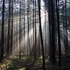Soleil radieux lors d'une promenade matinale sur la Veluwe sur Wesley Flaman