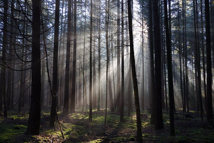 Soleil radieux lors d'une promenade matinale sur la Veluwe par Wesley Flaman