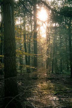 Ochtendzon In Het Bos van Raaf