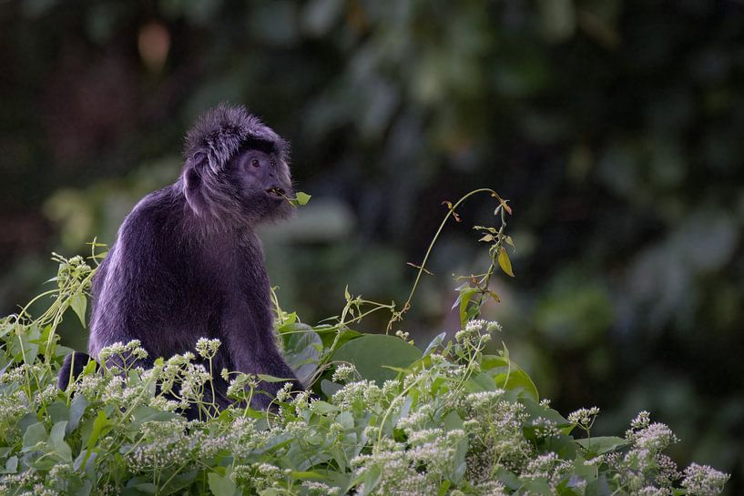 A Javanese Langur on a bush in Alas Purwo National Park by Anges van der Logt