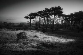 kleiner Baum großer Baum