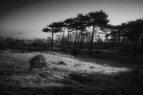 kleine boom grote boom van Karel Ham
