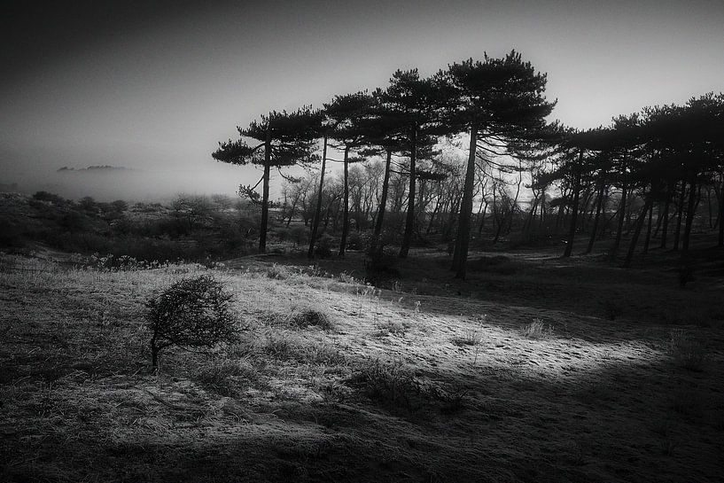 petit arbre grand arbre par Karel Ham