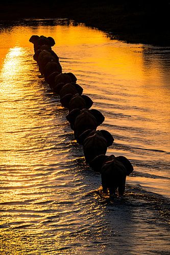 Éléphants au coucher du soleil sur la rivière