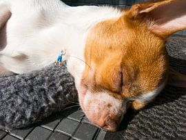 Getting a haircut by Sandra Perquin