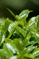 Tea plantation on Java - Indonesia