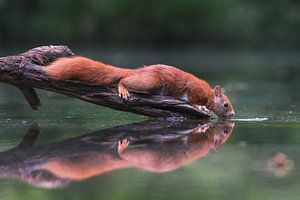 Bruinrode eekhoorn drinkt water in een rivier van Jolanda Aalbers