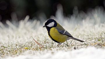 Great Tit on the Ground by chamois huntress