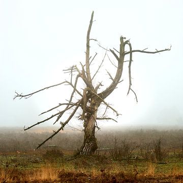 Skelet van en dode boom van Jenco van Zalk