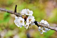 Kersenbloesem in de Lente