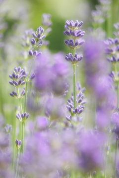 Lavendel in de vrije natuur van Ton Wever