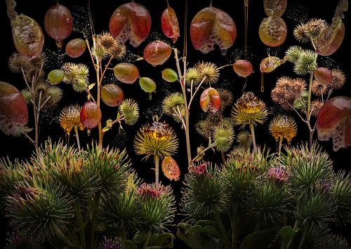 Ribes grossularia (Gooseberries)