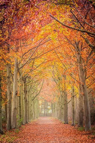 Kleurrijke boslaan in de herfst op landgoed Visdonk in Roosendaal (Brabant)