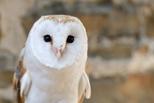 Chouette effraie ( Tyto alba ) dans les murs d'un vieux château, Europa.