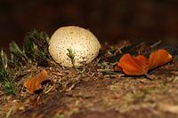 Bovist II