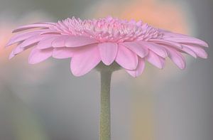 Pastel