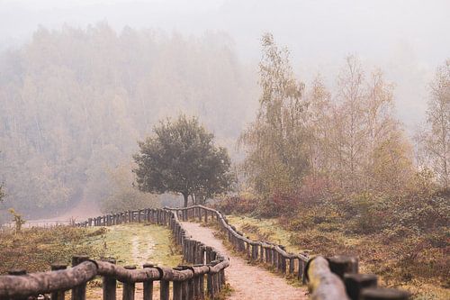 Kwintelooijen in de mist