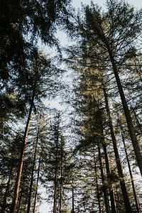 Forêt de pins sur la Veluwe | Pays-Bas / Hollande sur Trix Leeflang