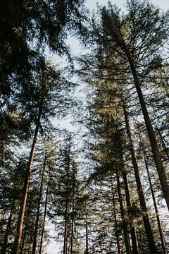 Dennen bos op de Veluwe | Nederland / Holland van Trix Leeflang