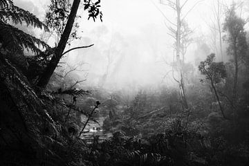 Regenwoud in de mist VII van Ines van Megen-Thijssen