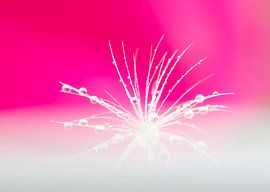 Dandelion fluff pink white by shoott photography