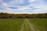 Wandelpad door natuurgebied Drover Heide