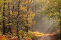 Zonnestralen in het herfstbos