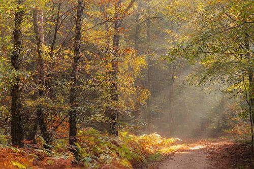 Sonnenstrahlen beleuchten die Farne im Herbstwald
