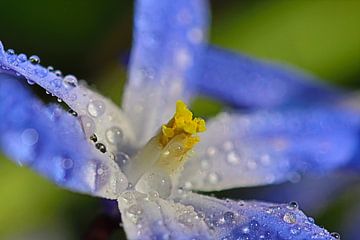 Scilla siberica - Blausternchen im Morgentau 3 van Simone Marsig