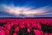 Tulipfield von Michael van der Burg