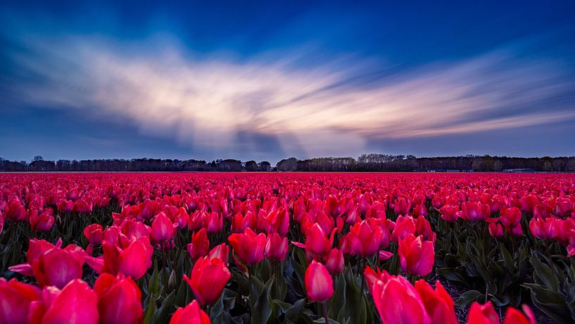 Tulipfield van Michael van der Burg