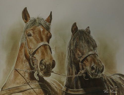 Forestry horses in the Veluwe