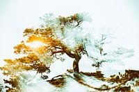 Baum mit strahlender Kraft im Sonnenuntergang