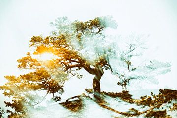 Baum mit strahlender Kraft im Sonnenuntergang von Frank Grässel