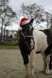Weihnachtspony von LM fotografie