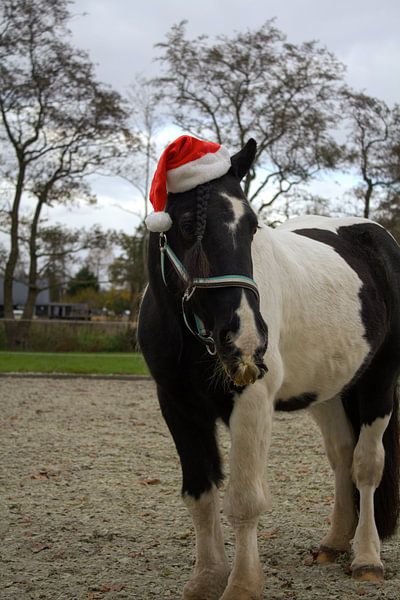 Weihnachtspony von LM fotografie