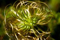 clematis