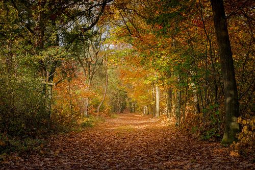 L'automne sous son meilleur jour
