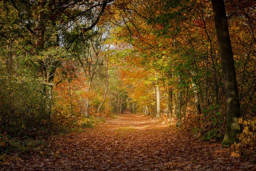 Autumn at its best by Jaco Verheul