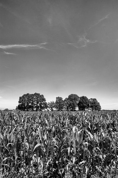 Cornfield Achterveld by Richard Wareham