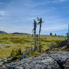 Surreal landscape in Wells Gray Provincial Park von Wilma van Zalinge