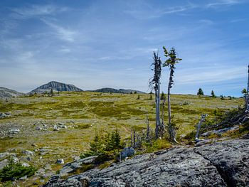 Surrealistisch landschap in het Wells Gray Provincial Park