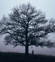 The lonely tree
