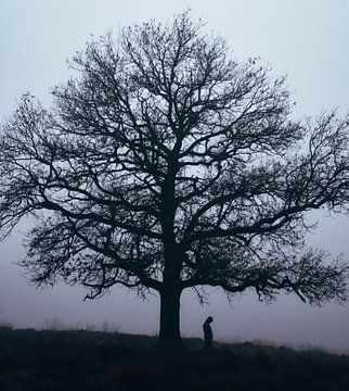 The lonely tree van Atlasinmyhand